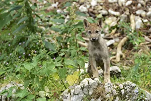 Young European Wolf -Canis lupus lupus-, standing on a rock, Jura, Switzerland, Europe Young European Wolf -Canis lupus lupus-, standing on a rock, Jura, Switzerland, Europe
