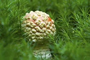 Young Fly Agaric (Amanita muscaria) on moss Young Fly Agaric (Amanita muscaria) on moss