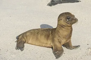 Young Galapagos Sea Lion -Zalophus wollebaeki-, pup, Espanola Island, Galapagos Islands Young Galapagos Sea Lion -Zalophus wollebaeki-, pup, Espanola Island, Galapagos Islands