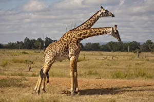 Two young Giraffes -Giraffa camelopardalis- standing side by side, South Luangwa, Zambia Two young Giraffes -Giraffa camelopardalis- standing side by side, South Luangwa, Zambia