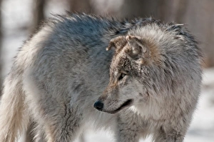 <b class=qtipBold><figcaption>Young Gray Wolf</figcaption></b><br>A young gray wolf is looking off to the left in the winter.<br><em>© Copyright 2016</em> Young Gray Wolf