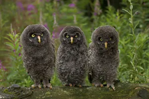 Young Great Grey Owls -Strix nebulosa-, Germany Young Great Grey Owls -Strix nebulosa-, Germany