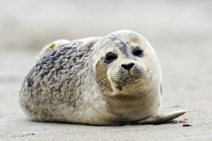 Young Grey Seal -Halichoerus grypus-, ocean island, Helgoland, Schleswig-Holstein, Germany, Europe Young Grey Seal -Halichoerus grypus-, ocean island, Helgoland, Schleswig-Holstein, Germany, Europe