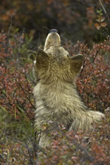 Images Dated 28th August 2010: Young Grey wolf snifing scent in tundra, Alaska