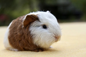 Young guinea pig, Swiss Teddy breed, gold-white coloured Young guinea pig, Swiss Teddy breed, gold-white coloured