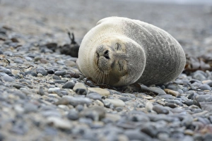 Young Harbour Seal -Phoca vitulina- lying on a pebble beach, Dune island, Helgoland Young Harbour Seal -Phoca vitulina- lying on a pebble beach, Dune island, Helgoland