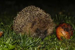 Young hedgehog -Erinaceus europaeus- with red apple, Bavaria, Germany Young hedgehog -Erinaceus europaeus- with red apple, Bavaria, Germany