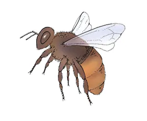 Images Dated 19th February 2008: Young honey bee (Apis mellifera)