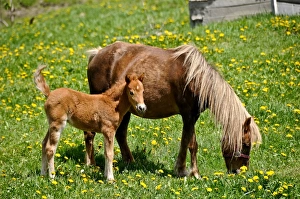A very young horse is standing beside its mother A very young horse is standing beside its mother