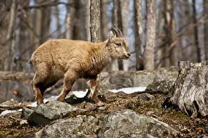 <b class=qtipBold><figcaption>Young Ibex</figcaption></b><br>A very young Ibex standing on some rocks.<br><em>© Copyright 2011</em> Young Ibex