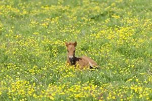 Young Icelandic horse, foal resting on a flower meadow, Iceland, Europe Young Icelandic horse, foal resting on a flower meadow, Iceland, Europe
