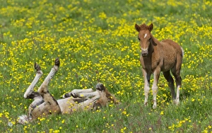 Young Icelandic horses, foals, on a flower meadow, Iceland, Europe Young Icelandic horses, foals, on a flower meadow, Iceland, Europe
