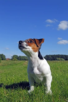 Young Jack Russell terrier puppy, 12 weeks, male Young Jack Russell terrier puppy, 12 weeks, male