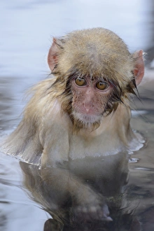 Young Japanese Macaque or Snow Monkey -Macaca fuscata-, portrait, Affenpark Jigokudani Young Japanese Macaque or Snow Monkey -Macaca fuscata-, portrait, Affenpark Jigokudani
