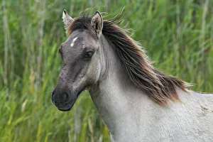 Young Konik (Equus przewalskii f. caballus), foal, portrait, wild horse Young Konik (Equus przewalskii f. caballus), foal, portrait, wild horse