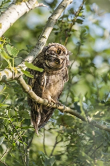 Young Long-eared owl -Asio otus- sitting on branch, Seewinkel, Burgenland, Austria Young Long-eared owl -Asio otus- sitting on branch, Seewinkel, Burgenland, Austria