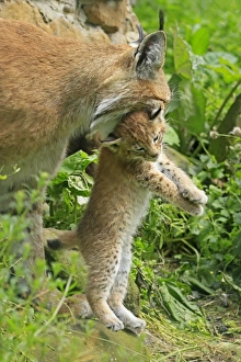Young lynx -Lynx- is carried by its head by female, wildlife park Haltern, Germany Young lynx -Lynx- is carried by its head by female, wildlife park Haltern, Germany