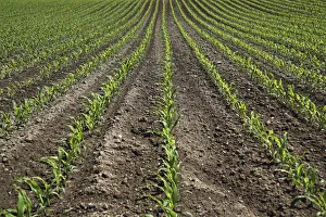 Young maize plants on a field, cultivation for biogas, Upper Swabia, Baden-Wuerttemberg Young maize plants on a field, cultivation for biogas, Upper Swabia, Baden-Wuerttemberg