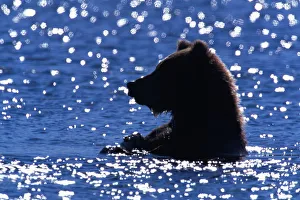 Young male brown bear (Ursus arctos) in river Young male brown bear (Ursus arctos) in river