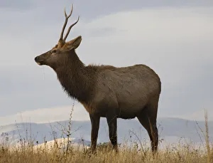 Young male elk with horns eating grass, National Bison Range, Charlo, Montana, USA Young male elk with horns eating grass, National Bison Range, Charlo, Montana, USA