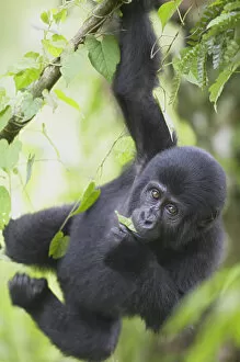 Bwindi Impenetrable National Park Collection: Young Mountain Gorilla (Gorilla gorilla beringei) hanging from tree