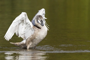 Young Mute Swan -Cygnus olor-, spreading its wings, North Hesse, Hesse, Germany Young Mute Swan -Cygnus olor-, spreading its wings, North Hesse, Hesse, Germany