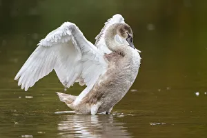 Young Mute Swan -Cygnus olor- standing in water, flapping its wings, North Hesse, Hesse Young Mute Swan -Cygnus olor- standing in water, flapping its wings, North Hesse, Hesse