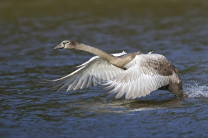 Young Mute Swan -Cygnus olor- taking off from water, North Hesse, Hesse, Germany Young Mute Swan -Cygnus olor- taking off from water, North Hesse, Hesse, Germany
