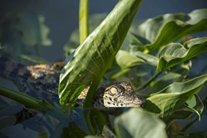 Otjiwarongo Gallery: Young Nile Crocodile -Crocodylus niloticus-, crocodile farm, Otjiwarongo, Namibia