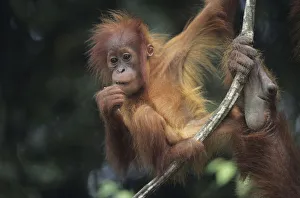 Young Orang-utan (Pongo pygmaeus) hanging on liana, Gunung Leuser National Park, Indonesia Young Orang-utan (Pongo pygmaeus) hanging on liana, Gunung Leuser National Park, Indonesia