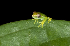 Young Orinoco Lime Tree Frog -Sphaenorhynchus lacteus- sitting on a leaf, Tambopata Nature Reserve Young Orinoco Lime Tree Frog -Sphaenorhynchus lacteus- sitting on a leaf, Tambopata Nature Reserve