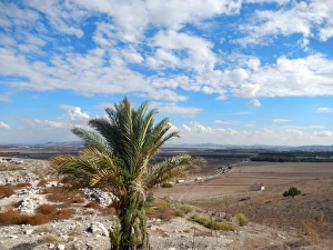Young Palm tree, Megiddo Mound & the road eastward Young Palm tree, Megiddo Mound & the road eastward