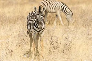 Young Plains Zebra or Burchells Zebra -Equus quagga burchelli- standing in dry grass Young Plains Zebra or Burchells Zebra -Equus quagga burchelli- standing in dry grass