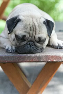 Laying Gallery: A young pug is dozing on a wooden bench