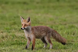 Young red fox -Vulpes vulpes- standing on a mowed lawn, Allgaeu, Bavaria, Germany, Europe Young red fox -Vulpes vulpes- standing on a mowed lawn, Allgaeu, Bavaria, Germany, Europe