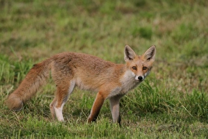 Young red fox -Vulpes vulpes- with a white hind leg standing on a mowed lawn, Allgaeu, Bavaria, Germany, Europe Young red fox -Vulpes vulpes- with a white hind leg standing on a mowed lawn, Allgaeu, Bavaria, Germany, Europe