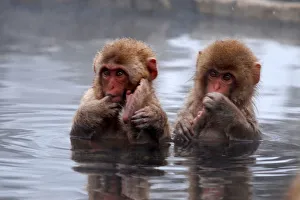 <b class=qtipBold><figcaption>Young Snow Monkeys</figcaption></b><br>Snow Monkeys Chilling Out, Yamanouchi, Japan, 185050477<br><em>© 2012 PFHuber</em> Young Snow Monkeys