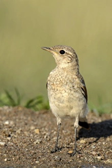 Young Spanish Sparrow or Willow Sparrow -Passer hispaniolensis-, Northern Bulgaria Young Spanish Sparrow or Willow Sparrow -Passer hispaniolensis-, Northern Bulgaria