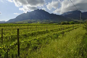 Young vines on slopes of Groot-Winterhoek Mountains in Tulbagh, Western Cape Province Young vines on slopes of Groot-Winterhoek Mountains in Tulbagh, Western Cape Province
