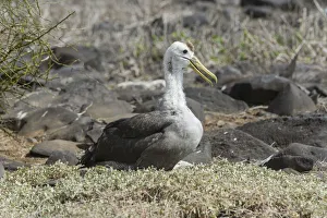 Young Waved Albatross or Galapagos Albatross -Phoebastria irrorata-, Isla Espanola Young Waved Albatross or Galapagos Albatross -Phoebastria irrorata-, Isla Espanola