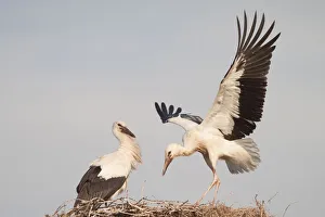 Young White Storks (Ciconia ciconia) during flight training on a nest, North Hesse Young White Storks (Ciconia ciconia) during flight training on a nest, North Hesse