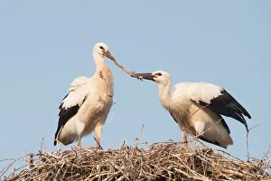 Two young White Storks -Ciconia ciconia- fighting over a feather in a nest, North Hesse Two young White Storks -Ciconia ciconia- fighting over a feather in a nest, North Hesse