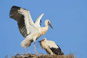 Young White Storks -Ciconia ciconia- during flight training on a nest, North Hesse, Hesse Young White Storks -Ciconia ciconia- during flight training on a nest, North Hesse, Hesse