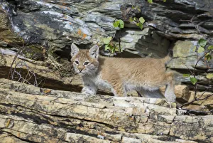 Young wild Eurasian Lynx -Lynx lynx-, in between the rocks of the Abiskojakka River Young wild Eurasian Lynx -Lynx lynx-, in between the rocks of the Abiskojakka River