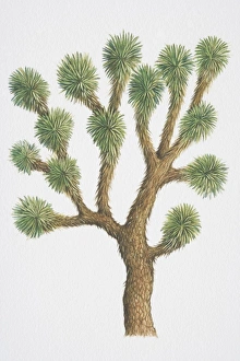 Yucca brevifolia, Joshua Tree, with spiny foliage Yucca brevifolia, Joshua Tree, with spiny foliage