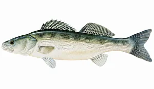 Zander (Sander lucioperca), freshwater fish Zander (Sander lucioperca), freshwater fish