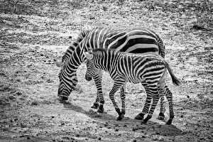 Images Dated 3rd August 2014: Two Zebra