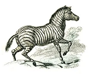 Zebra engraving 1872 Zebra engraving 1872
