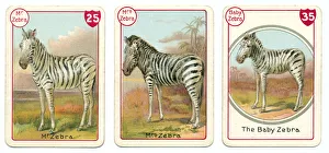Three zebra playing cards Victorian animal families game Three zebra playing cards Victorian animal families game
