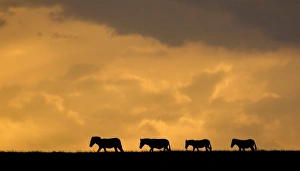 <b class=qtipBold><figcaption>zebra silhouette</figcaption></b><br>four zebras in silhouette at sunset in the Serengeti<br><em>© Russell Burden</em> zebra silhouette